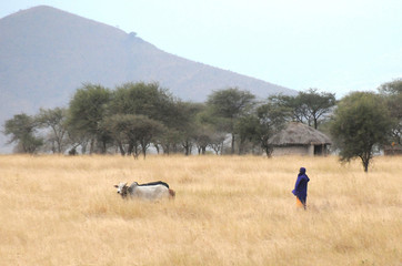 Maasai and domesticated cows in the grass field, Serengeti, Tanzania.