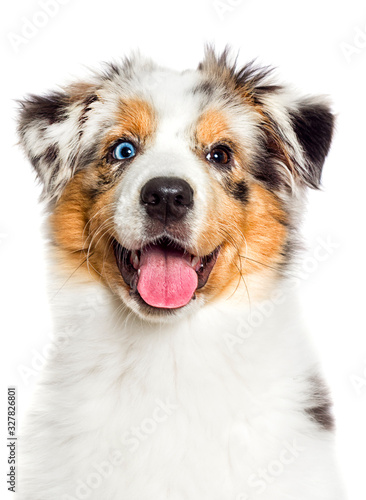 Australian Shepherd Blue Eyed Merle Puppy Muzzle Wall Mural Wallpaper Murals Happy Monkey