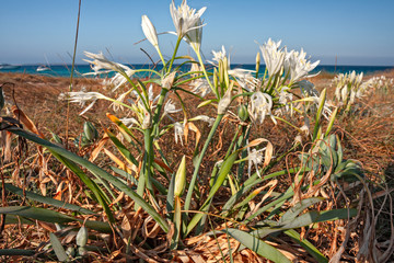 Sea lilies blooming among the spontaneous vegetation of the coast of Formentera in the Balearic islands in Spain.