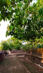 garden with plants and trees