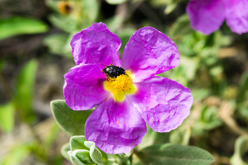 purple flower of wrinkled petals with insect