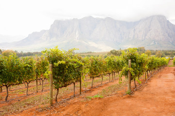 Vineyard in Cape Town, South Africa.
