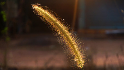 Bunch of crimson fountain grass