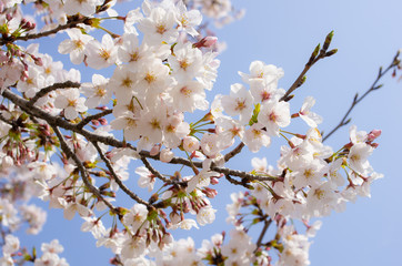 桜