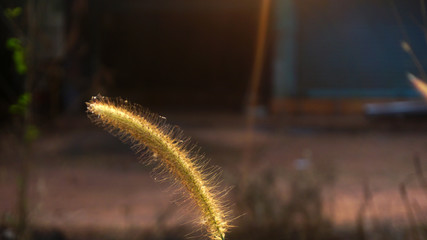 Bunch of crimson fountain grass