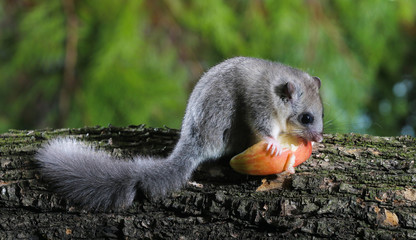 Edible dormouse, Glis glis eating apple on the branch