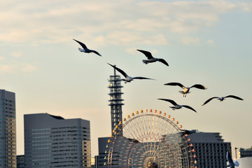 西日に輝くみなとみらいの観覧車とカモメ