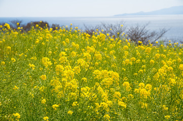 菜の花畑