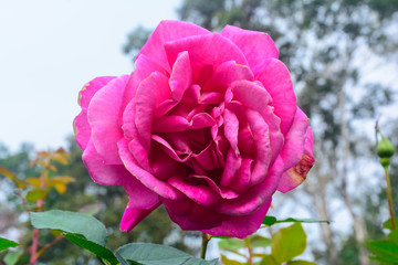 Pink rose background. Flower blossom and nature outdoor background
