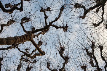 The empty branches of the Pollard tree in the early spring.