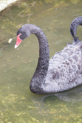 Fototapeta premium Black swan