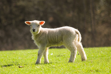 Fototapeta premium Cute lamb in a meadow in spring