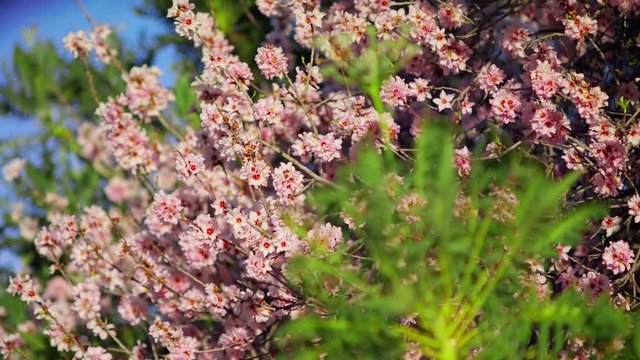 Sonchus Canariensis Boulos in the foreground with  Almond tree blossoms and pink flowers in spring  Beautiful blooming garden close-up shot URSA 4.6K