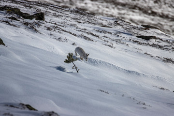 mountain hares, Lepus timidus, wide environmental shots taken on a mountain slope during march with...