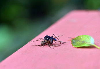 black forest wasp kills a spider and tries to carry its prey