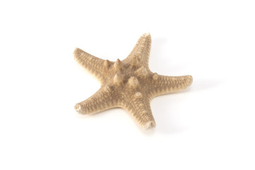 starfish dried isolated