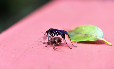 black forest wasp kills a spider and tries to carry its prey