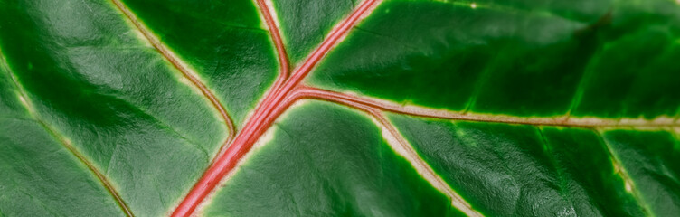 Abstract green background, closeup Сroton plant leaf. Natural background for brand design. © OLAYOLA