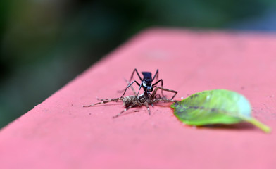 black forest wasp kills a spider and tries to carry its prey