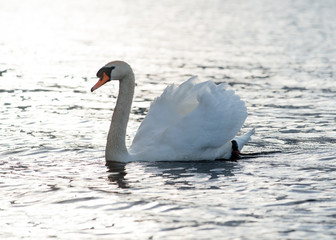 White Swan swimming on the lake in the beautiful day