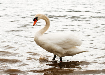 Obraz premium White Swan swimming on the lake in the beautiful day