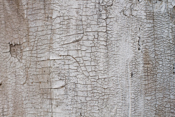 tree bark