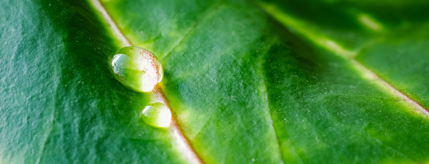 Abstract green background. Macro Сroton plant leaf with water drops. Natural background for brand design © OLAYOLA