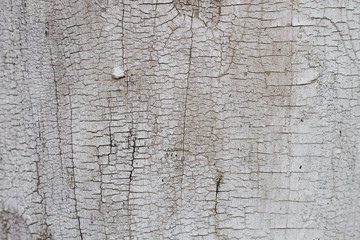 old tree bark
