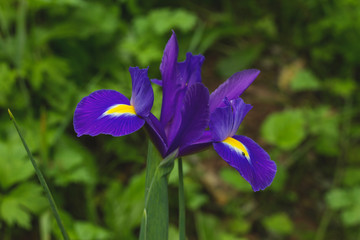 Iris purple flower 