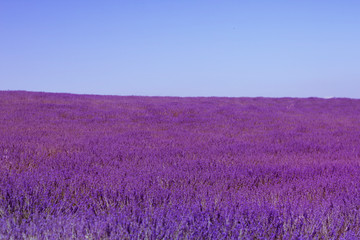 Fototapeta na wymiar lavender filed