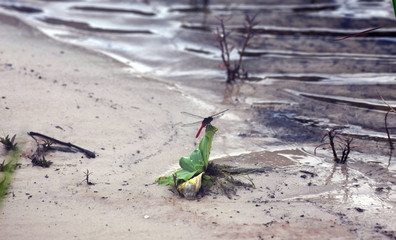 red dragonfly on the white sand near the lake