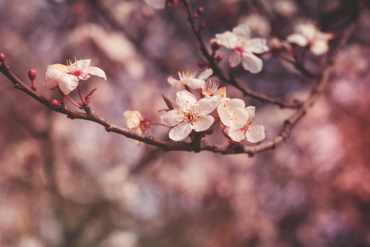 cherry tree flowers blooming in springtime