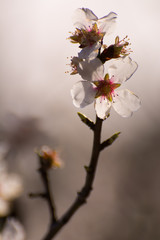 Looking at branch of cherry tree with flower opening up. Spring time template photo. Copy space. Vertical photograph. Selective focus. High key.