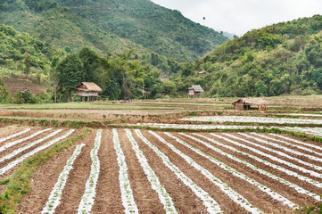 Modern agricultural area, Oudomxay Province,Laos.