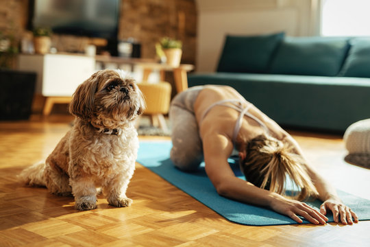 Cute dog and a woman stretching on the floor at home.