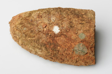 Spores on bread surface