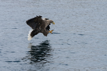 White Tailed Sea eagle making a grab