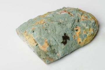 Mould green spores on bread