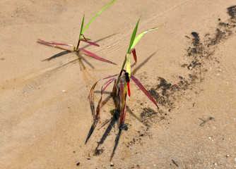 red dragonfly on the white sand near the lake