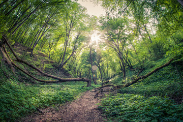 Fototapeta premium Magical Forest and Path in Spring Season
