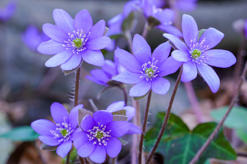 In spring, the shallow depth of field of a blossoming blue flower.