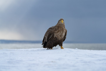 White Tailed Sea eagle on ice