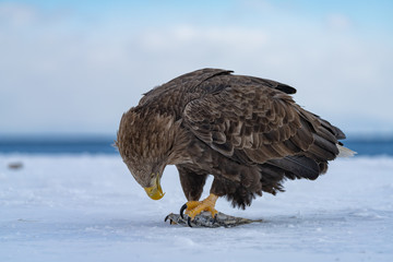 White Tailed Sea eagle