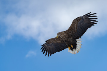 White Tailed Sea eagle about to dive