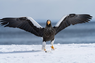 Steller's Sea Eagle with wings wide