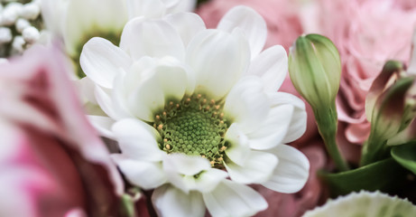 Abstract floral background, white chrysanthemum flower petals. Macro flowers backdrop for holiday brand design