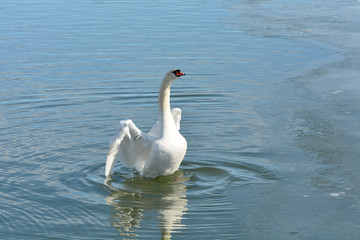 Mute Swan with spread wings