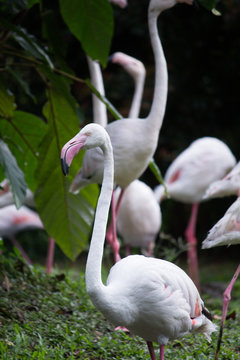 A group of flamingos