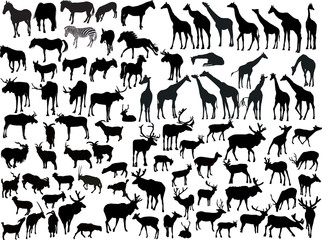 hoofed mammals collection isolated on white