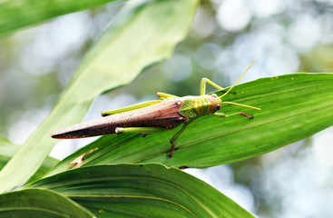a large green grasshopper sits on a green leaf
